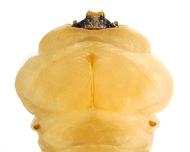 Microcastalia globithorax, PL4127A, larva, from Choretrum glomeratum (PJL 3296), ventral, SE, 25.0 × 4.8 mm